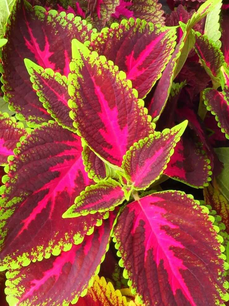 Coleus Forskohlii