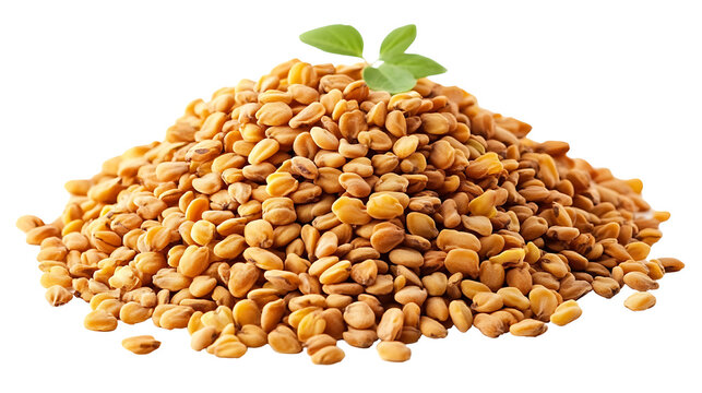 Fenugreek Seed