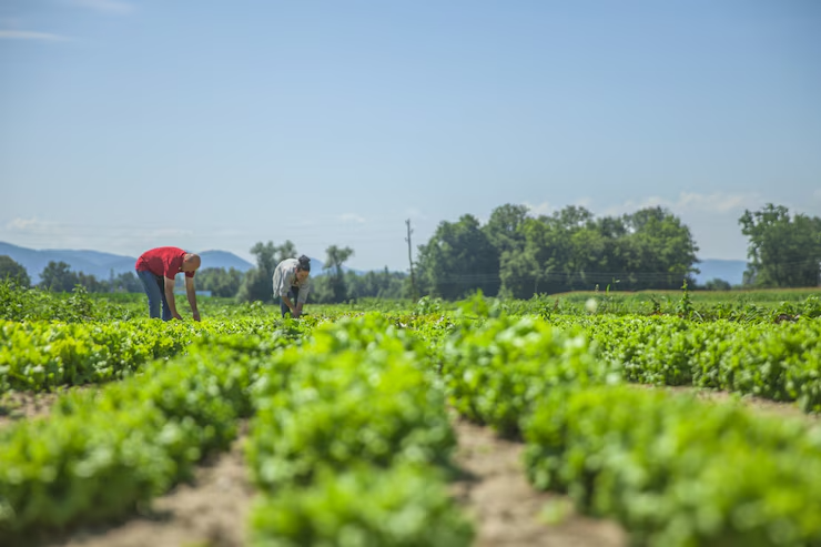 Paddy Crop: A Comprehensive Guide to Cultivation, Management, and Profitability